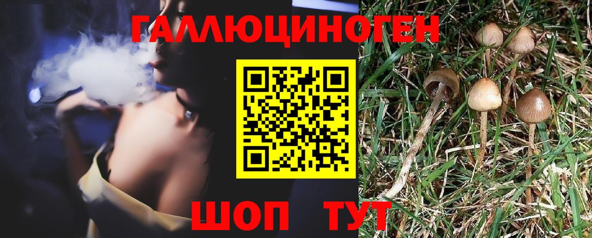 Галлюциногенные грибы Psilocybe Куйбышев