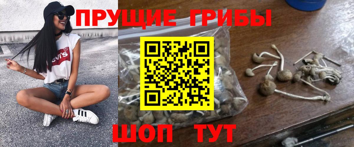 Куйбышев  Псилоцибиновые грибы GOLDEN TEACHER  Вход с VPN  Псилоцибиновые грибы Cubensis 